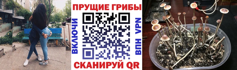 наркошоп  Суровикино  Галлюциногенные грибы Magic Shrooms 